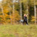 Kasztanowaty konik hobby horse duży A3 kantar HH