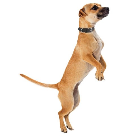 OBROŻA DLA PSA ZE SKÓRY NATURALNEJ BRĄZOWA VINTAGE ROZM. S/M PETSOME 18P02S