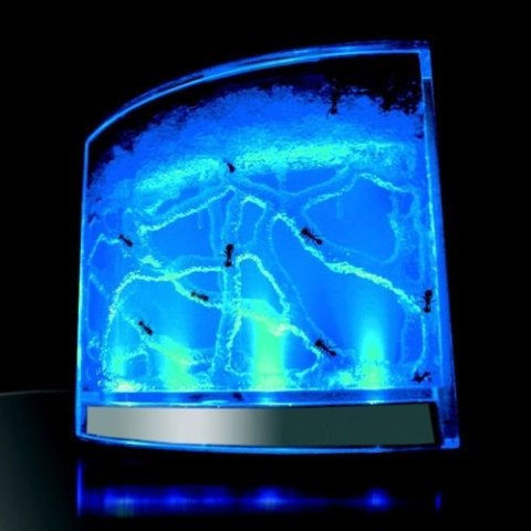 Akwarium dla mrówek podświetlane LED Akwarium dla mrówek podświetlane LED