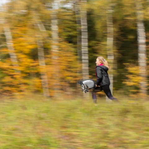 Szary konik hobby horse duży A3 kantar myszaty HH Szary konik hobby horse duży A3 kantar myszaty HH