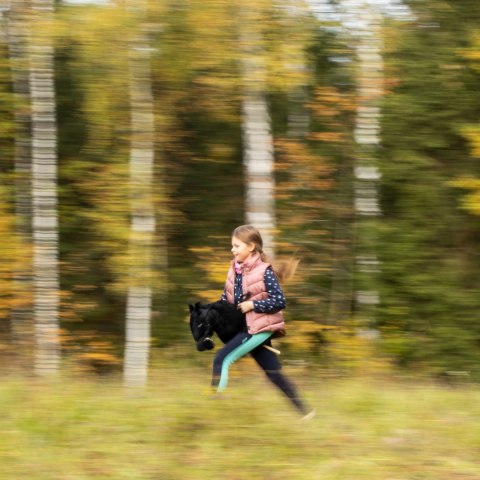 Szary konik hobby horse duży A3 kantar myszaty HH Szary konik hobby horse duży A3 kantar myszaty HH